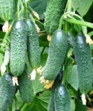 Огурец Страж 5 шт профсемена