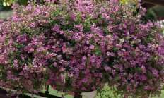 Бакопа ампельная Pinktopia pink 3 шт