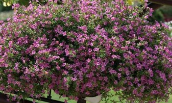 Бакопа ампельная Pinktopia pink 3 шт