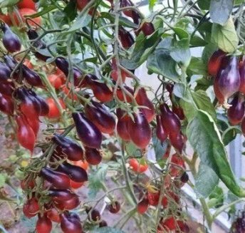 Томат черри Куматильда розовая 5 шт