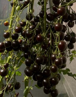 Томат Черничный щербет / Empress Purple Tomato 5 шт