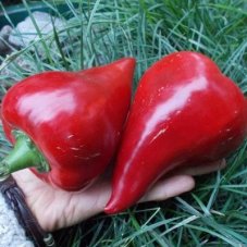 Перец Леся 5 шт коллекционные семена
